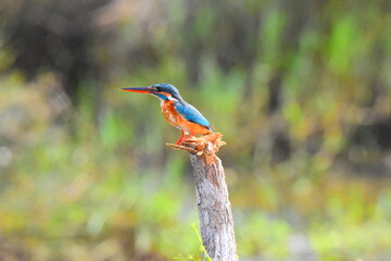 Amazing Wild Life of Sri Lanka