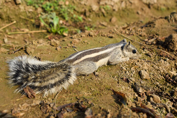 Indian palm squirrel sitting on a log, a cute little squirrel eating grains, eastern chipmunk in spring, a cute little squirrel eating grains sleep
