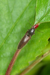 Schnellk&auml;fer,  Elateroidea sp.  (Athous bicolor)