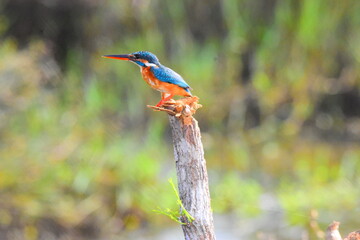 Amazing Wild Life of Sri Lanka