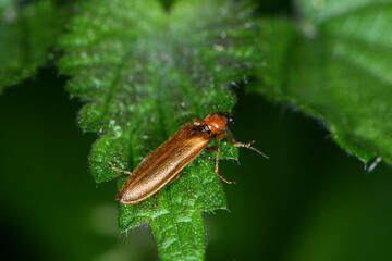 Obraz premium Schnellkäfer, Zahnhalsiger, Denticollis linearis