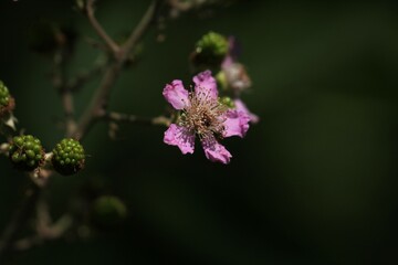 fiore di mora selvatica