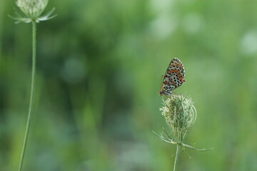 Fototapeta premium una farfalla melitaea didyma su un fiore