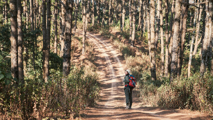 Travelers hiking through a forest with backpacks, exploring the wilderness and taking in the sights of nature as they walk.