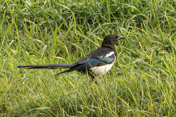Magpie foraging in lush green grass during a sunny afternoon