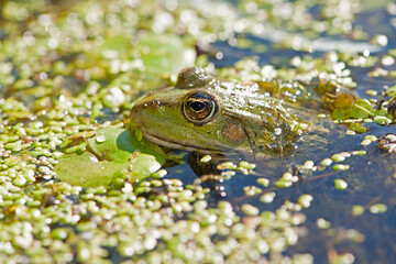 Marsh frog, frog eyes, Pelophylax ridibundus, in nature habitat. Wildlife scene from nature, green animal in water. Beautiful frog in dirty water in a swamp. amphibian close-up, in a swamp in duckweed