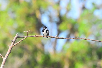 Amazing Wildlife of Sri Lanka