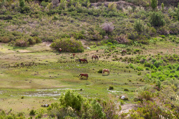 landscape green chile horses nature