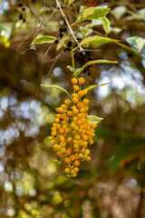 Duranta repens / Golden dew drops / Sky flower / Duranta Erecta: Flower and Fruit