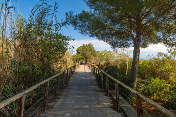 Wooden footbridge crossing lush vegetation in s'albufera natural park