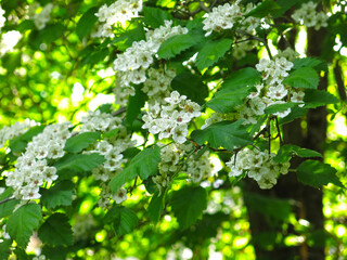 hawthorn tree blooms with white flowers   