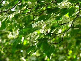 hawthorn tree blooms with white flowers   