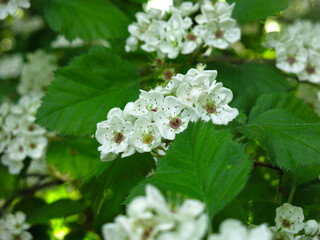 hawthorn tree blooms with white flowers   