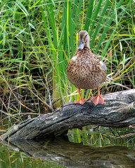 Common duck on a log (Anas platyrhynchos domesticus)