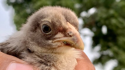 A tiny baby chick gently held in a caring hand, symbolizing warmth, innocence, and the delicate beauty of new life in nature.