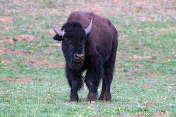 American plains bison (Bison bison) standing in a grassy meadow on the Grand Canyon's North Rim. Looking at camera.   © dhayes