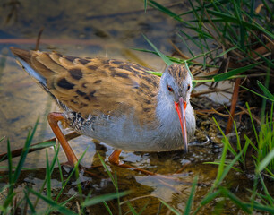 Rail searching and watching fish in the river (Rallus aquaticus)