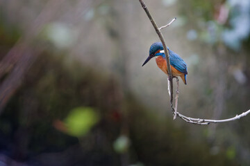Eisvogel auf Futtersuche