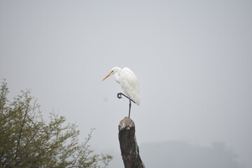 The medium egret, median egret, smaller egret or intermediate egret, is a medium-sized heron. Some...