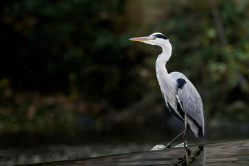Graureiher am Wasser