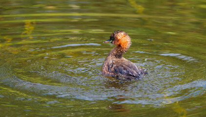 Small duckling looking in the water (Anas platyrhynchos domesticus)