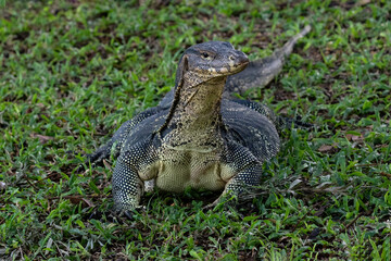 Asian Water Monitor lizard (Varanus salvator) standing on the grass in Lumphini Park, downtown Bangkok. 

