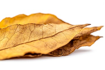 Dry leaves isolated on white background. Clipping path inside