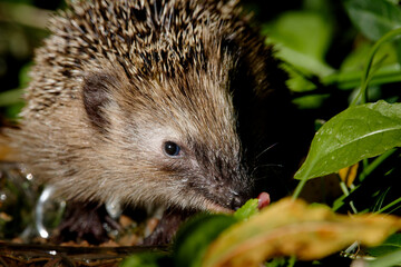 Igel beim Essen