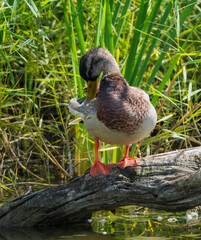 Duck on log in the river plucking its feathers (Anas platyrhynchos domesticus)