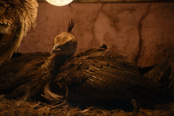 Obraz premium Semnopithecus is a genus of Old World monkeys native to the Indian subcontinent, with all species with the exception of two being commonly known as gray langurs. 