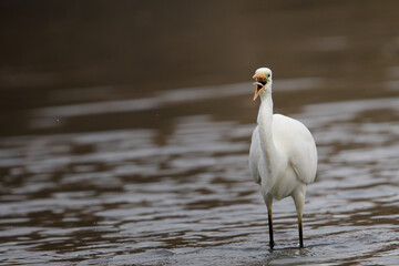 Silberreiher frisst einen Fisch