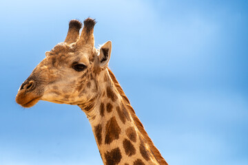 A close-up of an African giraffe (Giraffa camelopardalis) stands against the vibrant blue sky, showcasing its unique features. This majestic creature is captured in Kruger National Park, South Africa.
