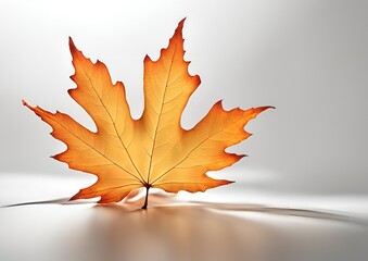 Maple Autumn Leaf on white light background