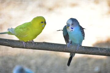 Semnopithecus is a genus of Old World monkeys native to the Indian subcontinent, with all species with the exception of two being commonly known as gray langurs. 