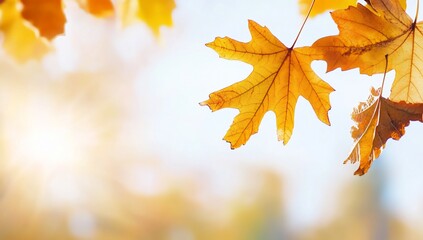 Obraz premium Autumn leaves illuminated by sunlight, creating a warm, serene atmosphere.