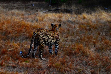 Amazing Wildlife of Sri Lanka