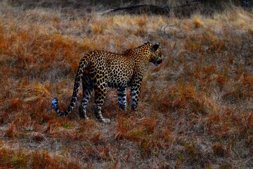 Amazing Wildlife of Sri Lanka