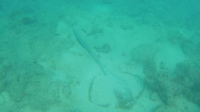 A ray hides under the sand of the Indian Ocean, in the Mal&eacute; Atoll in the Maldives