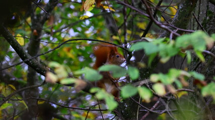 squirrel on a tree