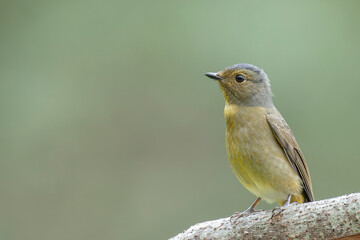 Taiwan vivid niltava female perched on a branch