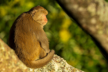 Taiwan macaque in sunset light in the forest of Taiwan
