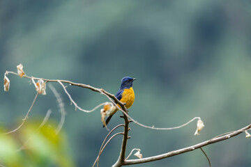 Taiwan vivid niltava male perched on a branch
