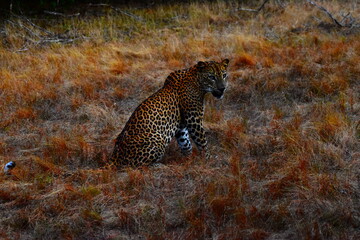 Amazing Wildlife of Sri Lanka