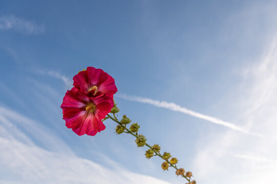 Stockrose, Bauernrose vor blauen Himmel