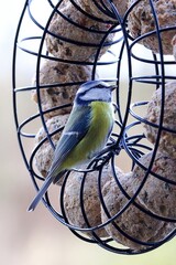 bird feeding in nature