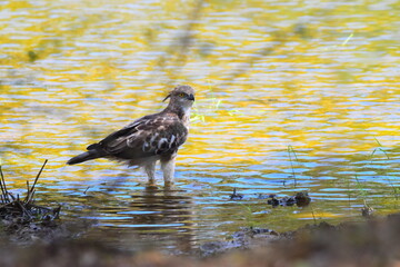 Amazing Wildlife of Sri Lanka