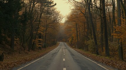 Obraz premium Serene autumn road through a forested landscape.