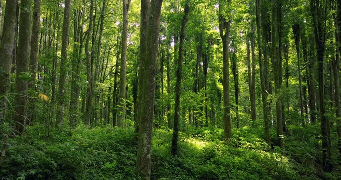 Tropical forest interior Bali. Nature background of a rainforest. 