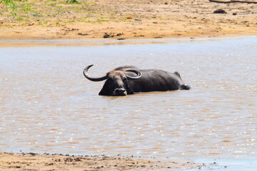 Amazing Wildlife of Sri Lanka