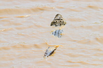 Amazing Wildlife of Sri Lanka